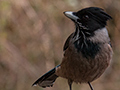Black-headed Jay, Jungle Lore Birding Lodge, Pangot, India