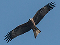 Black Kite, Ashok Country Resort, New Delhi, India