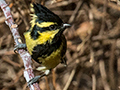 Black-lored Tit, Gardur Lake, India