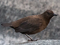 Brown Dipper, Chappi River, India