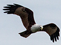 Brahmini Kite, Sri Lanka