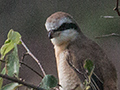 Brown Shrike, Sri Lanka