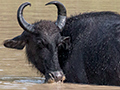 Water Buffalo, Sri Lanka