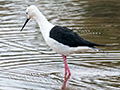 Black-winged Stilt, Sri Lanka