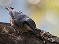 Chestnut-bellied Nuthatch, Gardur Lake, India