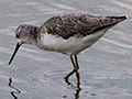 Common Greenshank, Sri Lanka