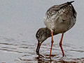Common Redshank, Sri Lanka