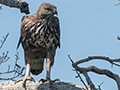 Crested Serpent Eagle, Sri Lanka