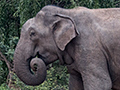 Sri Lankan Elephant, Sri Lanka