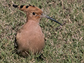 Eurasian Hoopoe, Tiger Camp, India
