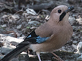 Eurasian Jay, Pangot to Binayak, India