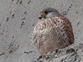 Eurasian Kestrel, Pangot, India