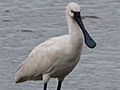 Eurasian Spoonbll, Sri Lanka