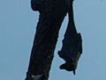 Fruit Bats, Sri Lanka