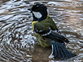 Green-backed Tit, Jungle Lore Birding Lodge, Pangot, India