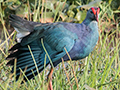 Gray-headed Swamphen, Thalangama Lake and Road, Colombo, Sri Lanka