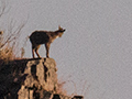 Mountain Goat, Pangot to Binayak, India