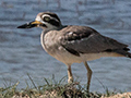 Great Thick-knee, Sri Lanka