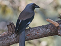 Gray Treepie, India