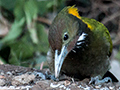 Greater Yellownape, India