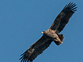 Himalayan Buzzard, Gardur Lake, India