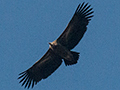 Himalayan Griffon, India