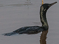 Indian Cormorant, Thalangama Lake and Road, Colombo, Sri Lanka