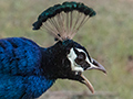 Indian Peafowl, Sri Lanka