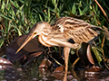Indian Pond-Heron, Thalangama Lake and Road, Colombo, Sri Lanka