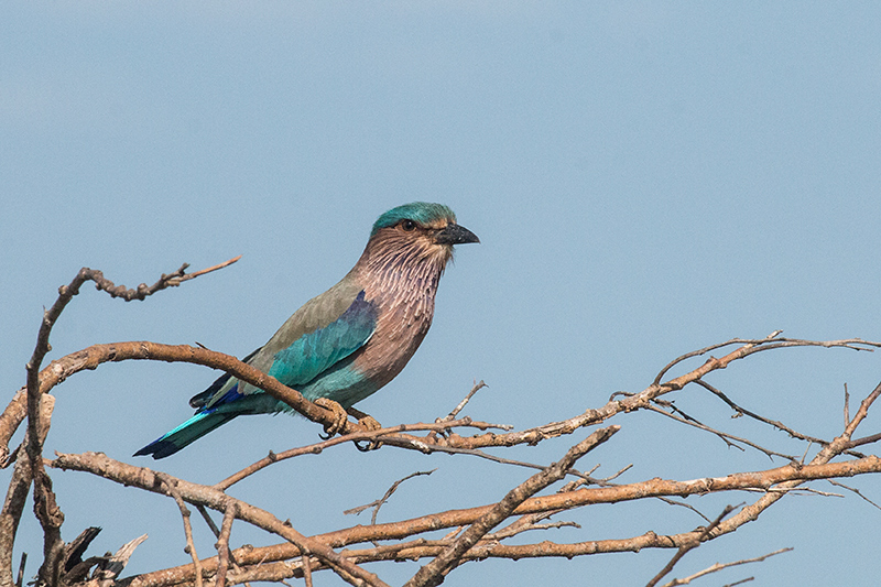 Indian Roller, Yala National Park, Sri Lanka