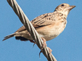 Jerdon's Bushlark, Sri Lanka