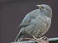Jungle Babbler, Ashok Country Resort, New Delhi, India