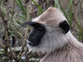 Purple-faced Langur (Purple-faced Leaf Monkey), Sri Lanka