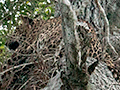 Leopard, Sri Lanka