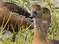 Lesser Whistling-Duck, Thalangama Lake and Road, Colombo, Sri Lanka