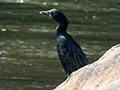 Little Cormorant, Kitulgala, Sri Lanka