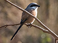 Long-tailed Shrike, India