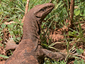 Land Monitor, Sri Lanka