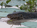 Asian Water Monitor, Thalangama Lake and Road, Colombo, Sri Lanka