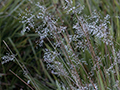 Morning Dew, Horton Plains National Park, Sri Lanka