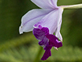 Orchid, Sri Lanka