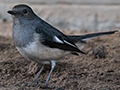 Oriental Magpie-Robin, New Delhi, India