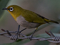 Oriental White-eye, Tiger Camp, India