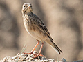 Paddyfield Pipit, Sri Lanka