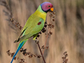 The Birds and Other Images of India and Sri Lanka by Richard L. Becker