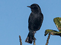 Pied Bushchat, Horton Plains National Park, Sri Lanka