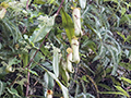 Sri Lankan Pitcher Plant, Sri Lanka