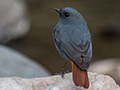 Plumbeous Redstart, Chappi River, India