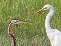 Purple Heron with Great Egret, Thalangama Lake and Road, Colombo, Sri Lanka