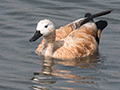 Ruddy Shelduck, India